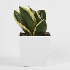 Snake Milt Sansevieria Plant with Pot