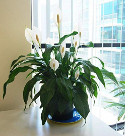 Peace Lily Plant- Indoor Plant With Pot