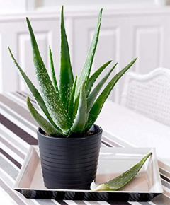 Aloe Vera Plant With Pot