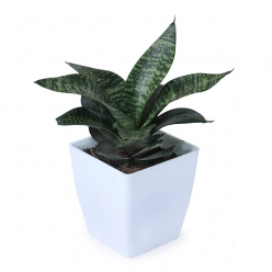 Snake Plant (Pot Included), Air Purifier Plant